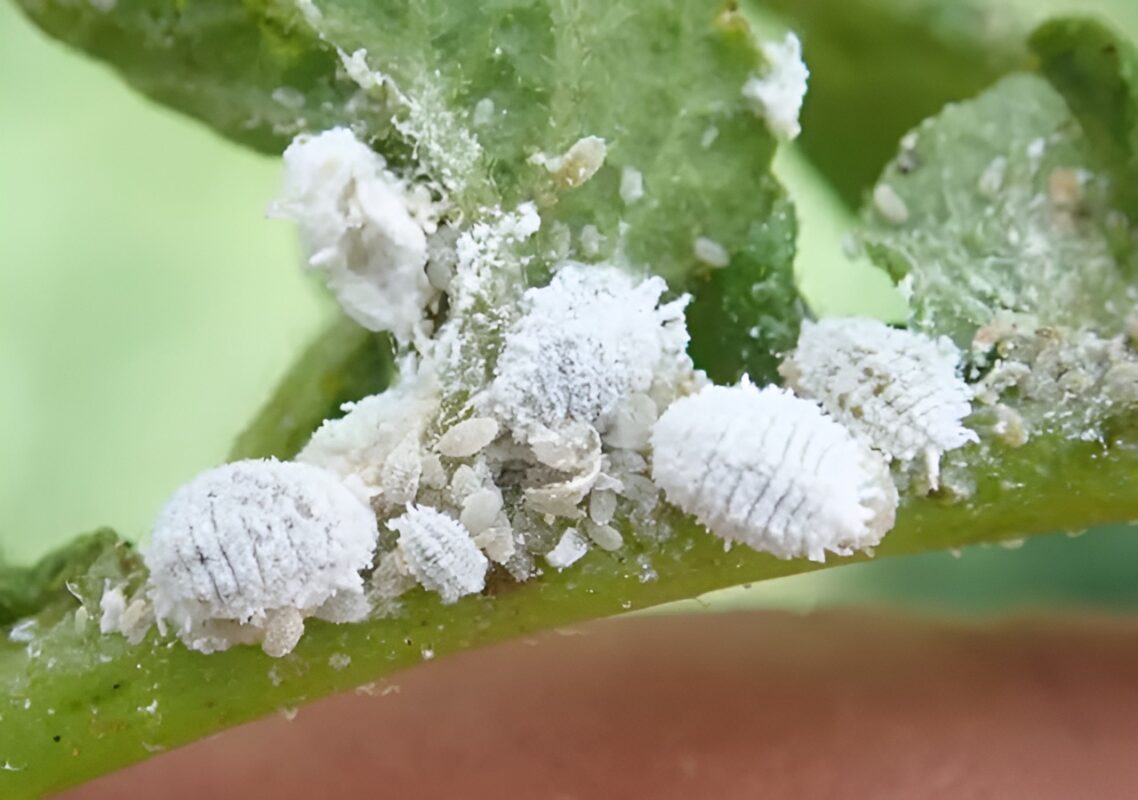 Mealybugs