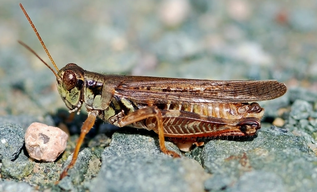 Migratory grasshopper