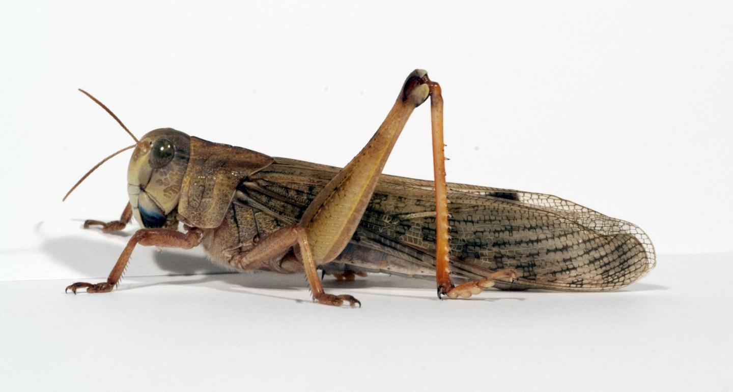 Migratory locust (Locusta migratoria)