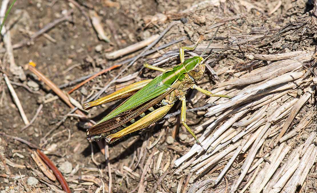 Omocestus viridulus