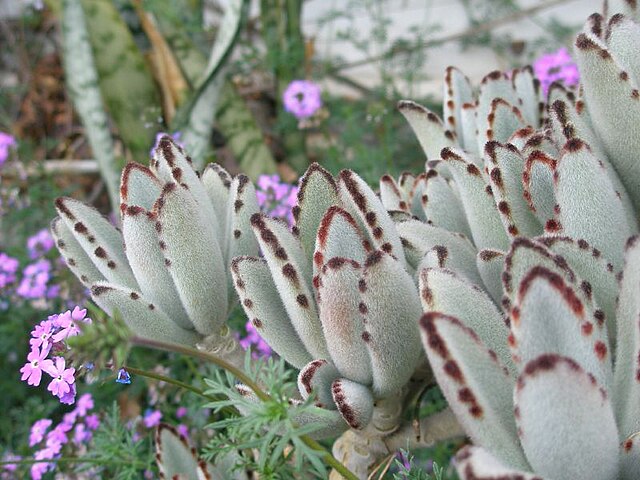 PANDA PLANTS