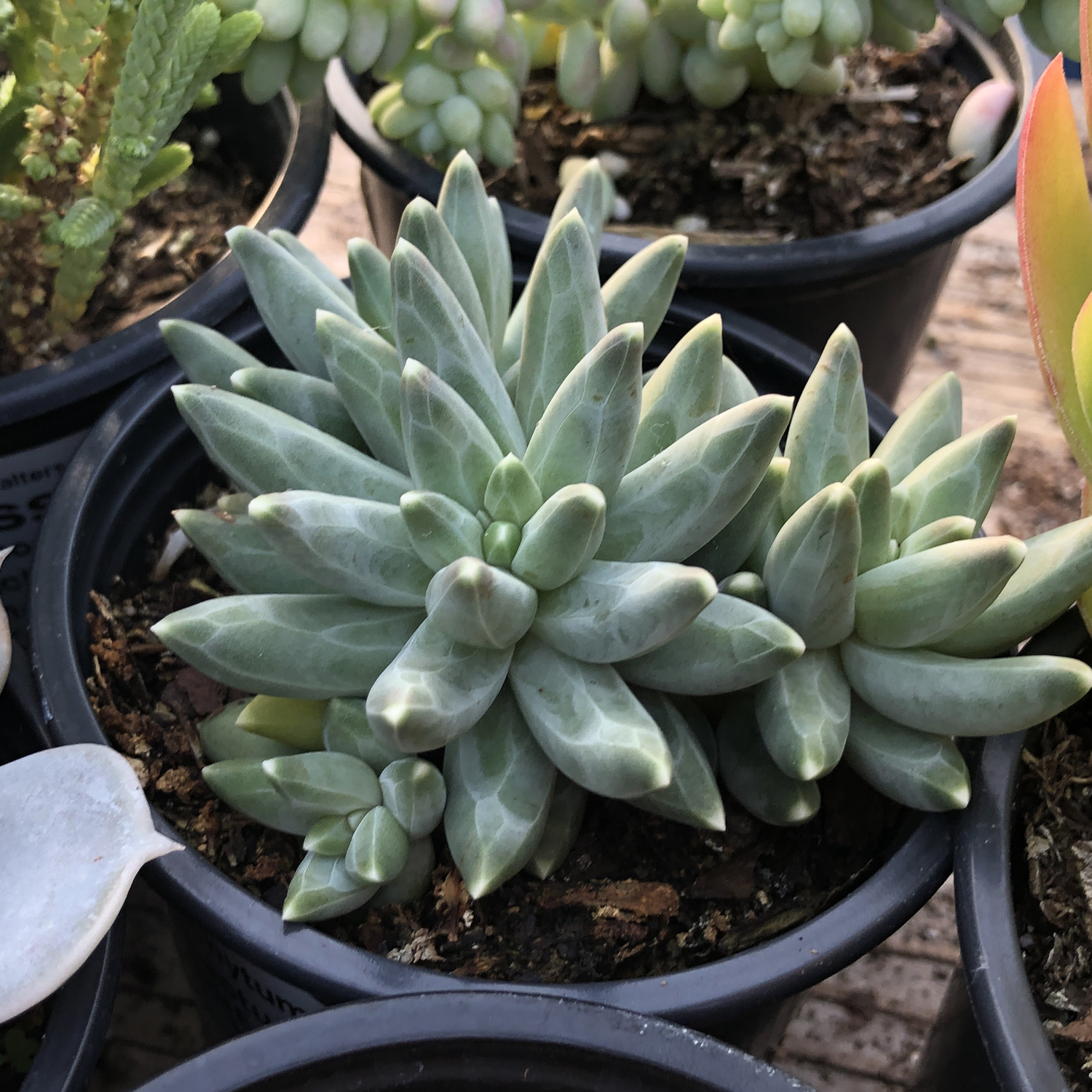 Pachyphytum