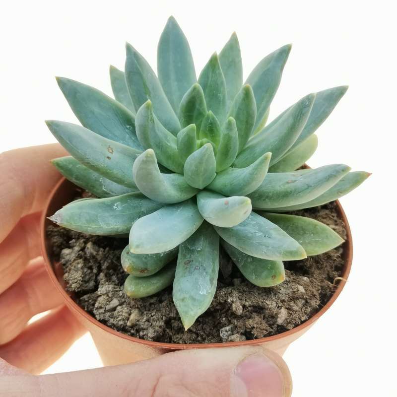 Pachyveria