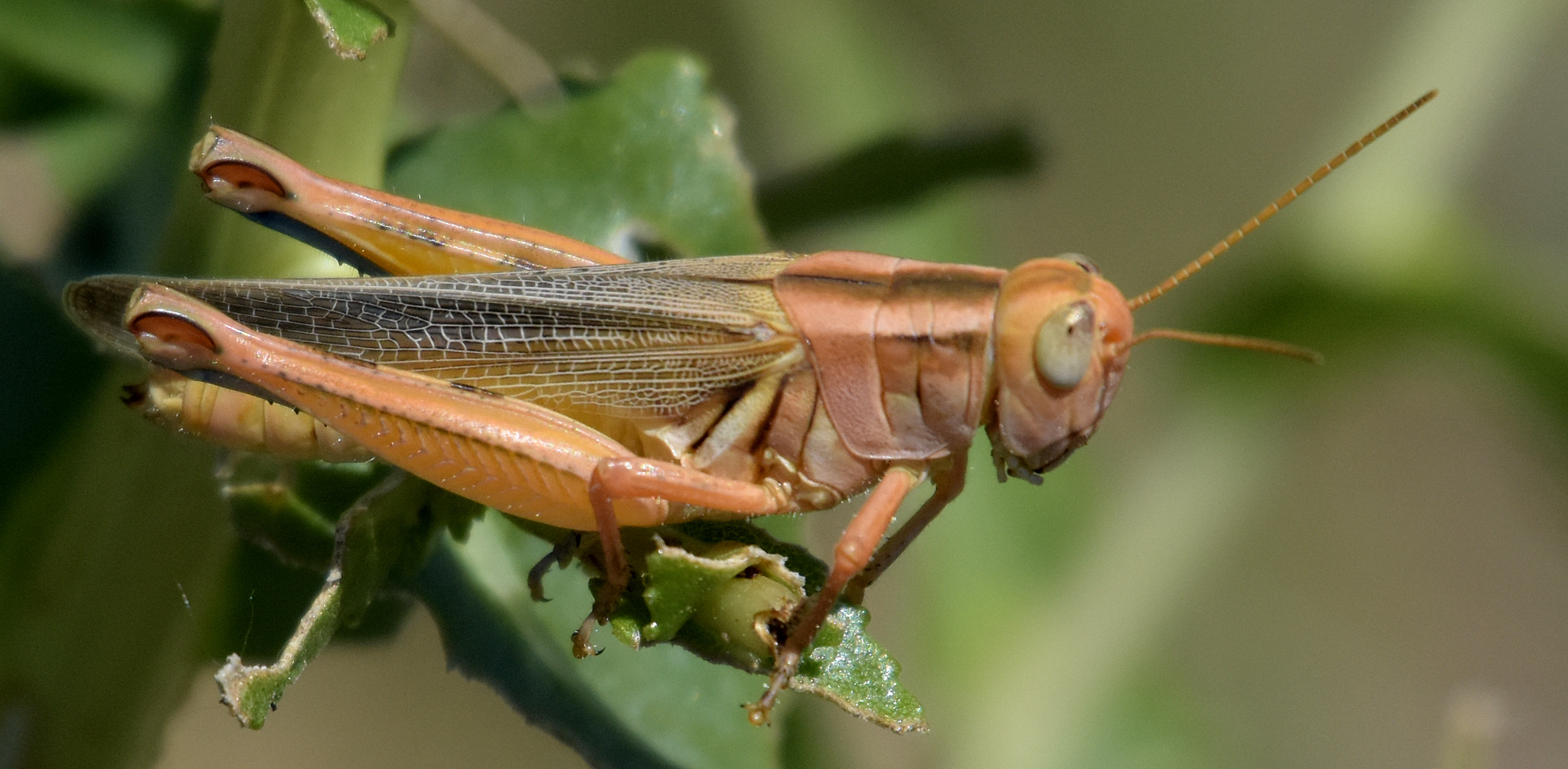 Packard’s grasshopper