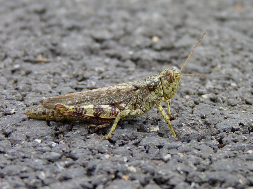 Pine tree spur-throat grasshopper