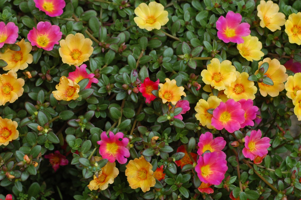 Portulaca 