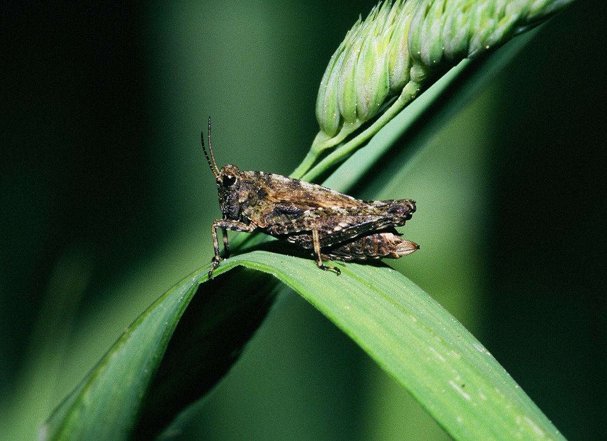 Pygmy Grasshoppers (Tetrigidae)