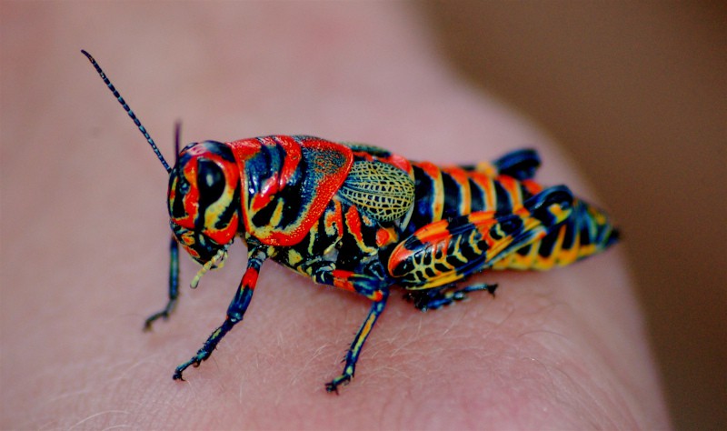 Rainbow Grasshopper (Dactylotum bicolor)