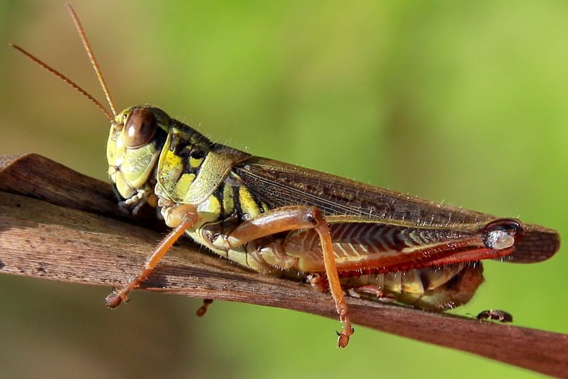 Red-legged grasshopper