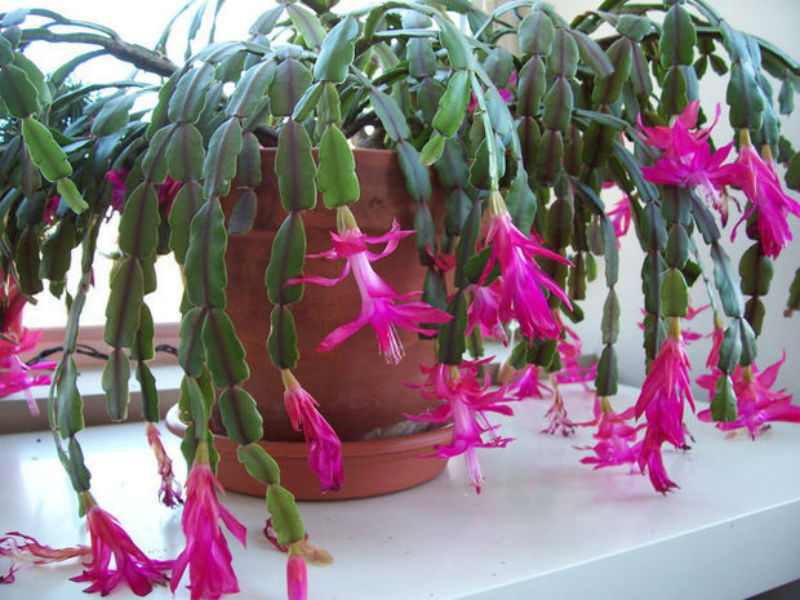 Schlumbergera x buckleyi