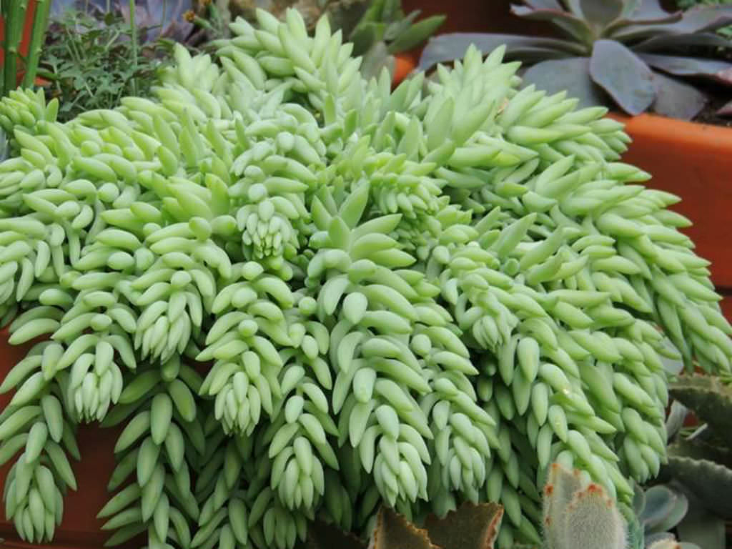 Sedum morganianum