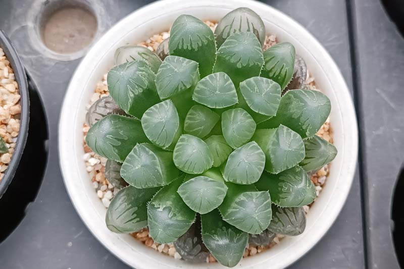 Seed CATHEDRAL WINDOW HAWORTHIA