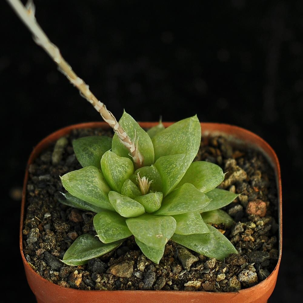 Seed CATHEDRAL WINDOW HAWORTHIA