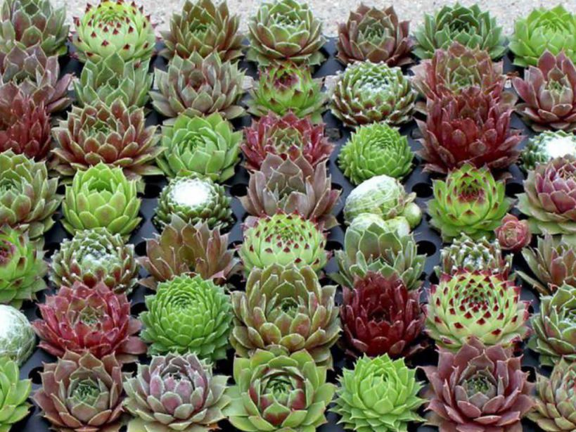 Sempervivum