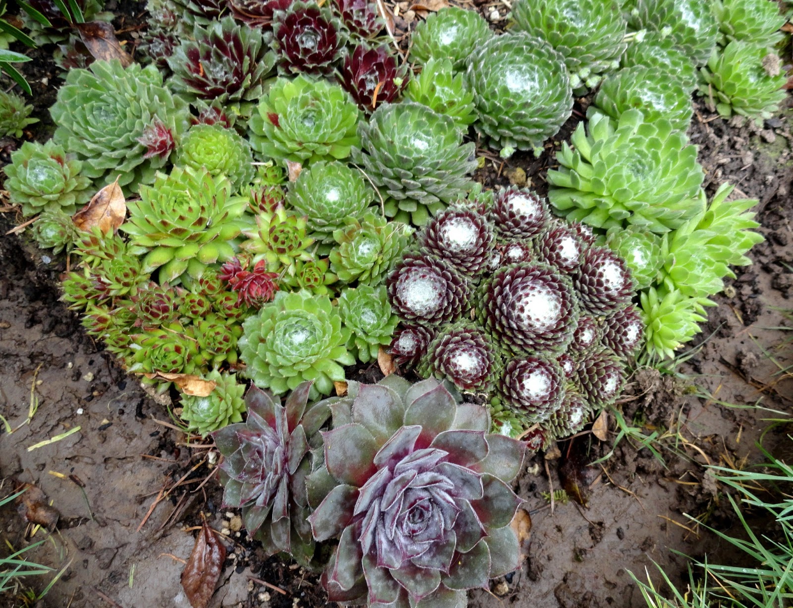 Sempervivum