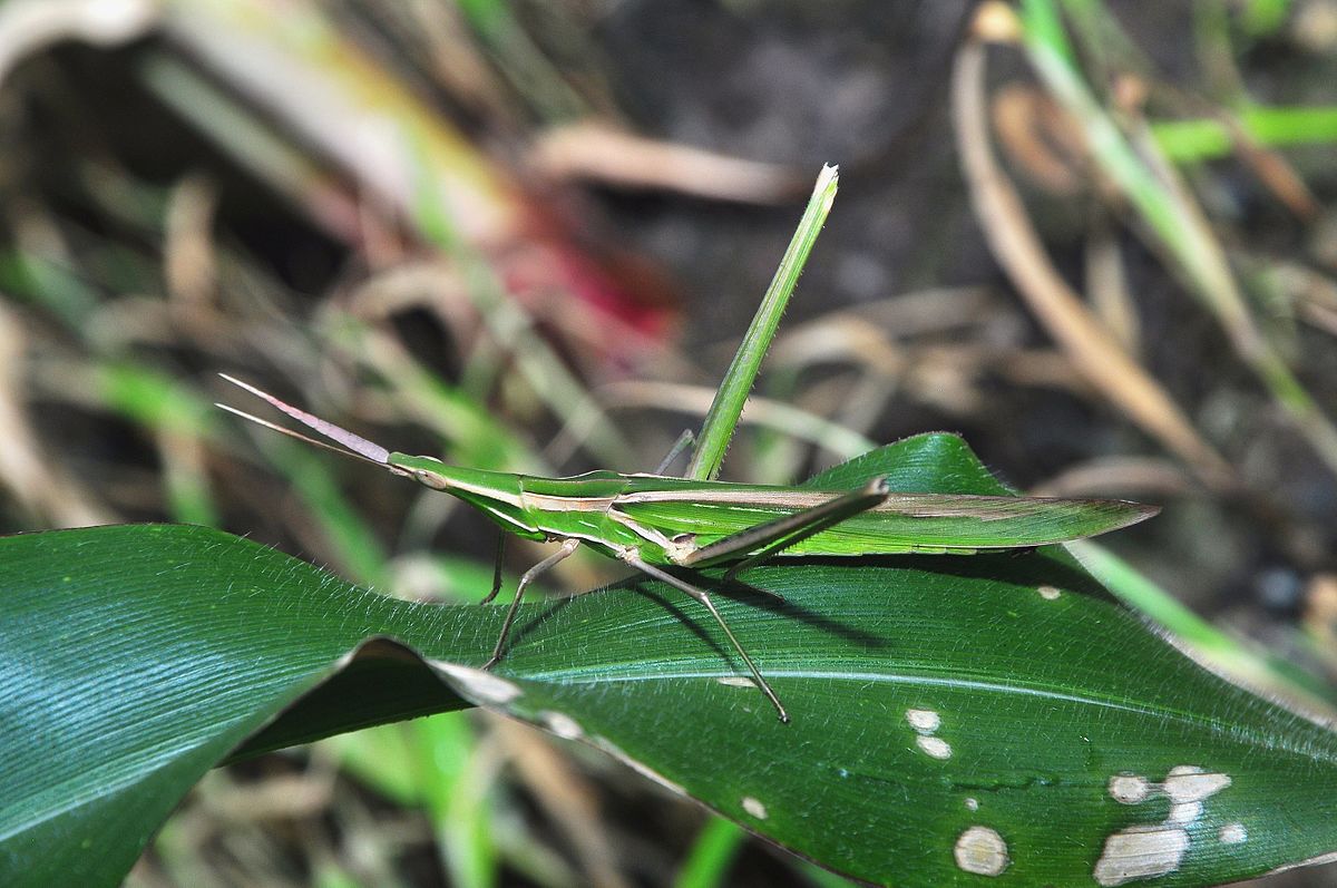 Silent Slant-Faced Grasshopper (Acridinae)