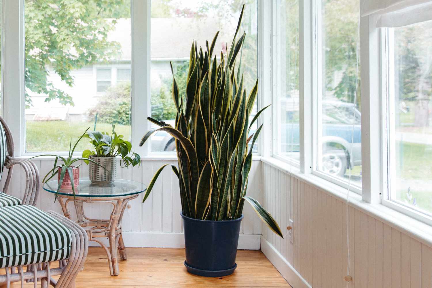 Snake Plant