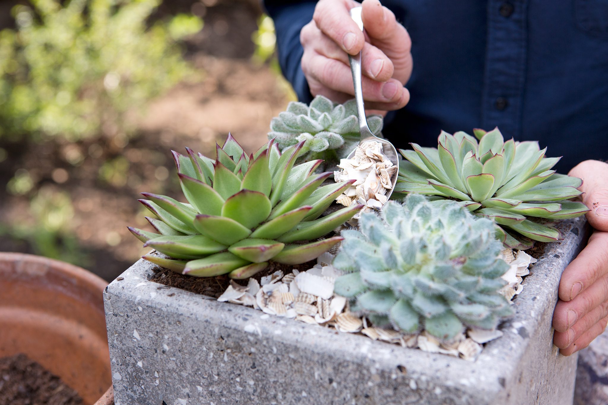 Succulent Growing Myths