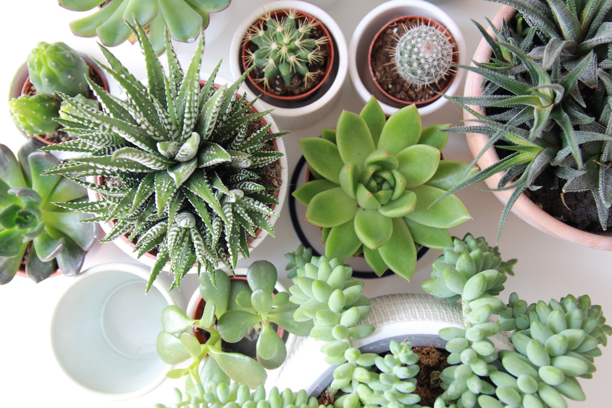 Succulent Growing Myths