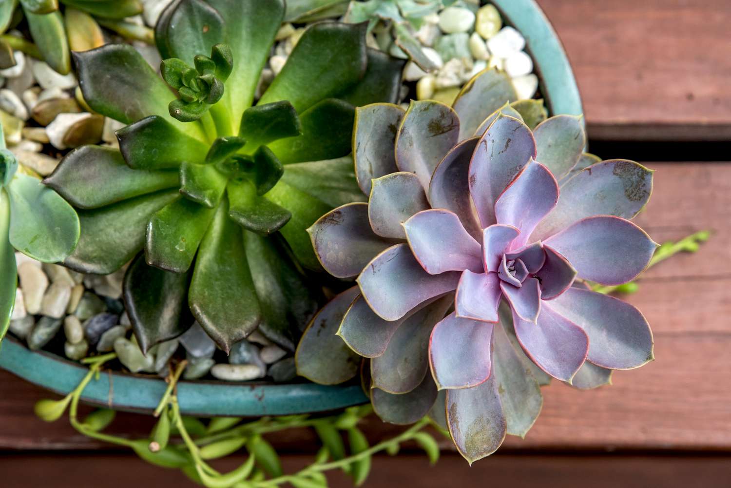 Succulent Growing Myths