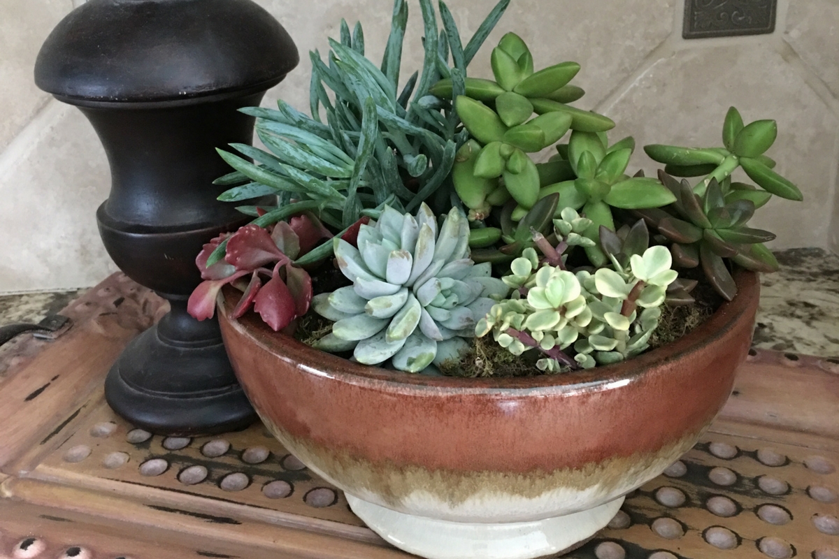 Succulent Growing Myths