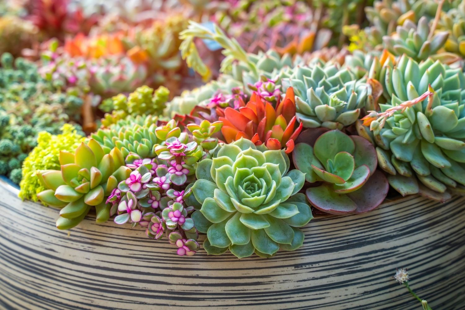 Succulent Growing Myths