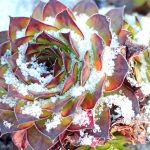 Succulent Recovery from Frost Damage