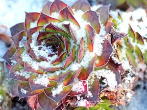 Succulent Recovery from Frost Damage