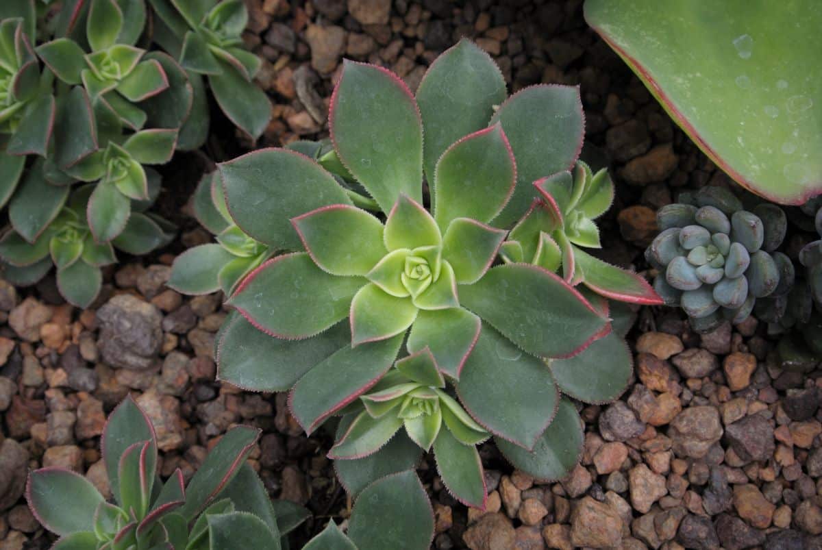 Succulent Recovery from Frost Damage