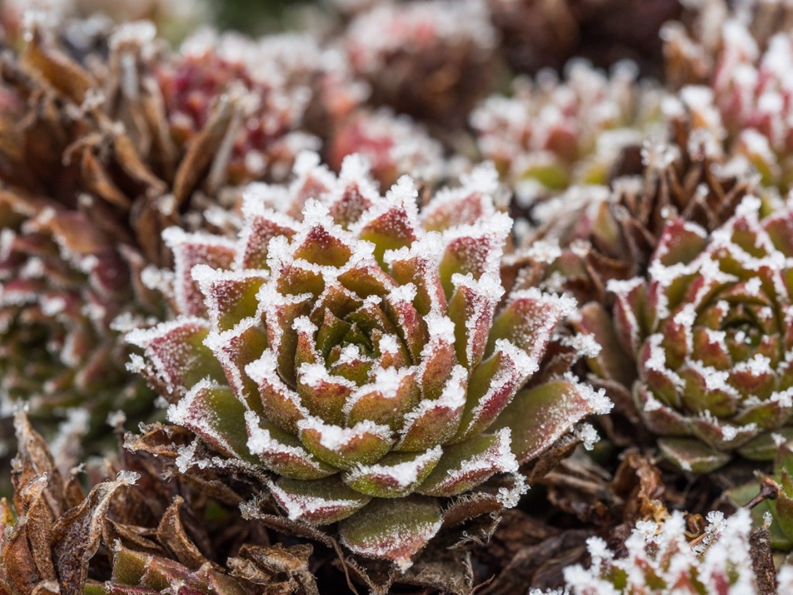 Succulent Recovery from Frost Damage