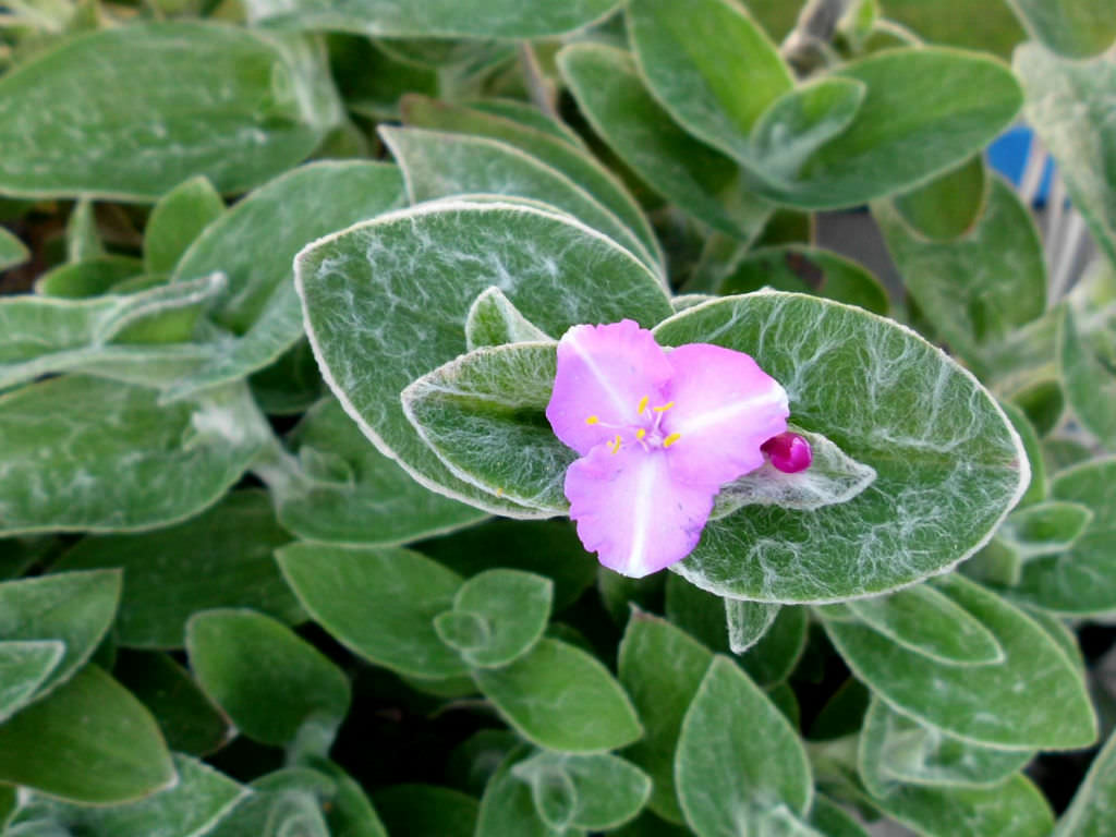 Tradescantia sillamontana 