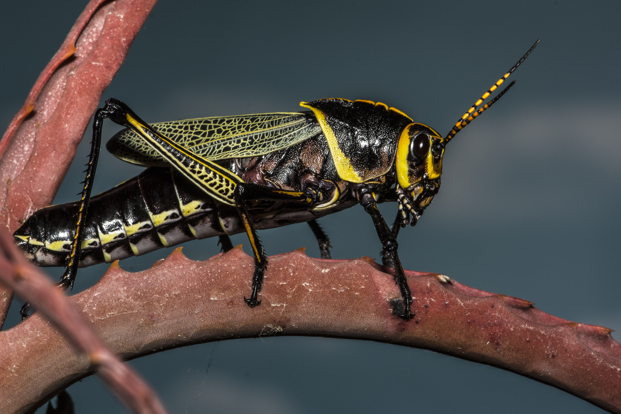 Western Horse Lubber Grasshopper (Taeniopoda eques)