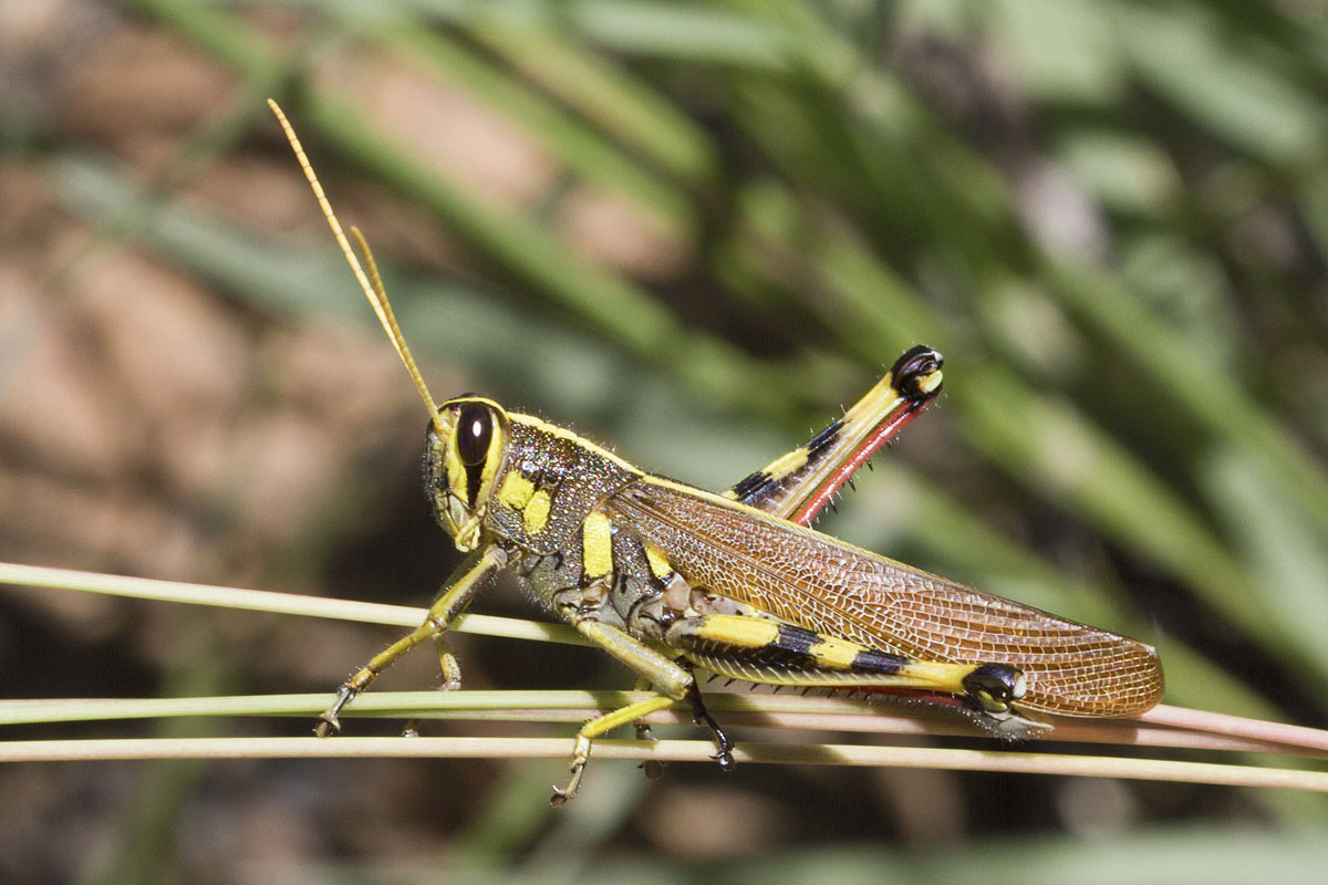 White-Lined Bird Grasshopper (Schistocerca albolineata)