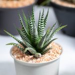 Zebra Haworthia