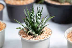 Zebra Haworthia