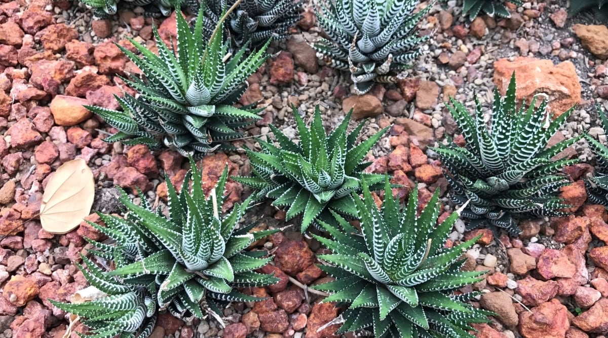 Zebra Haworthia