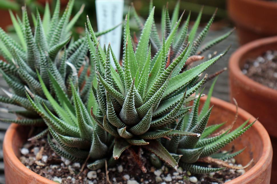 Zebra Haworthia