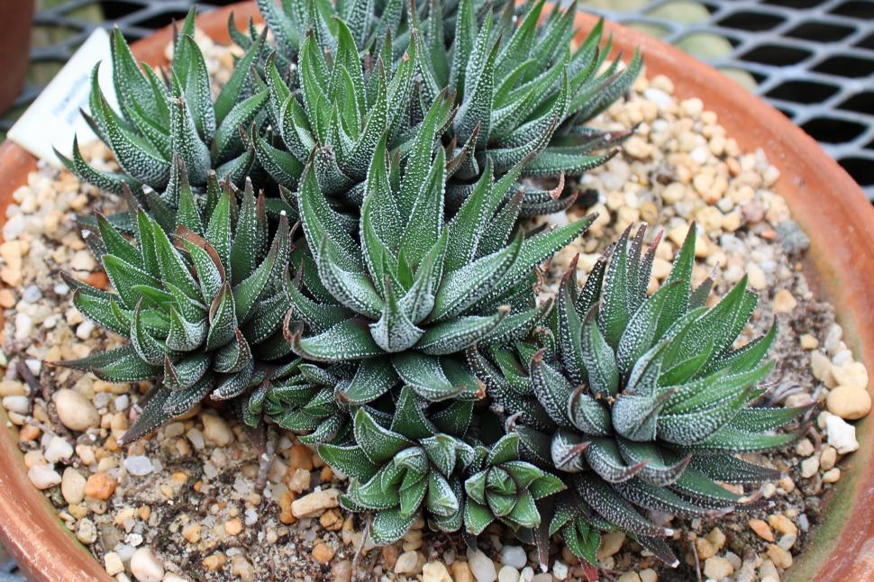 Zebra Haworthia