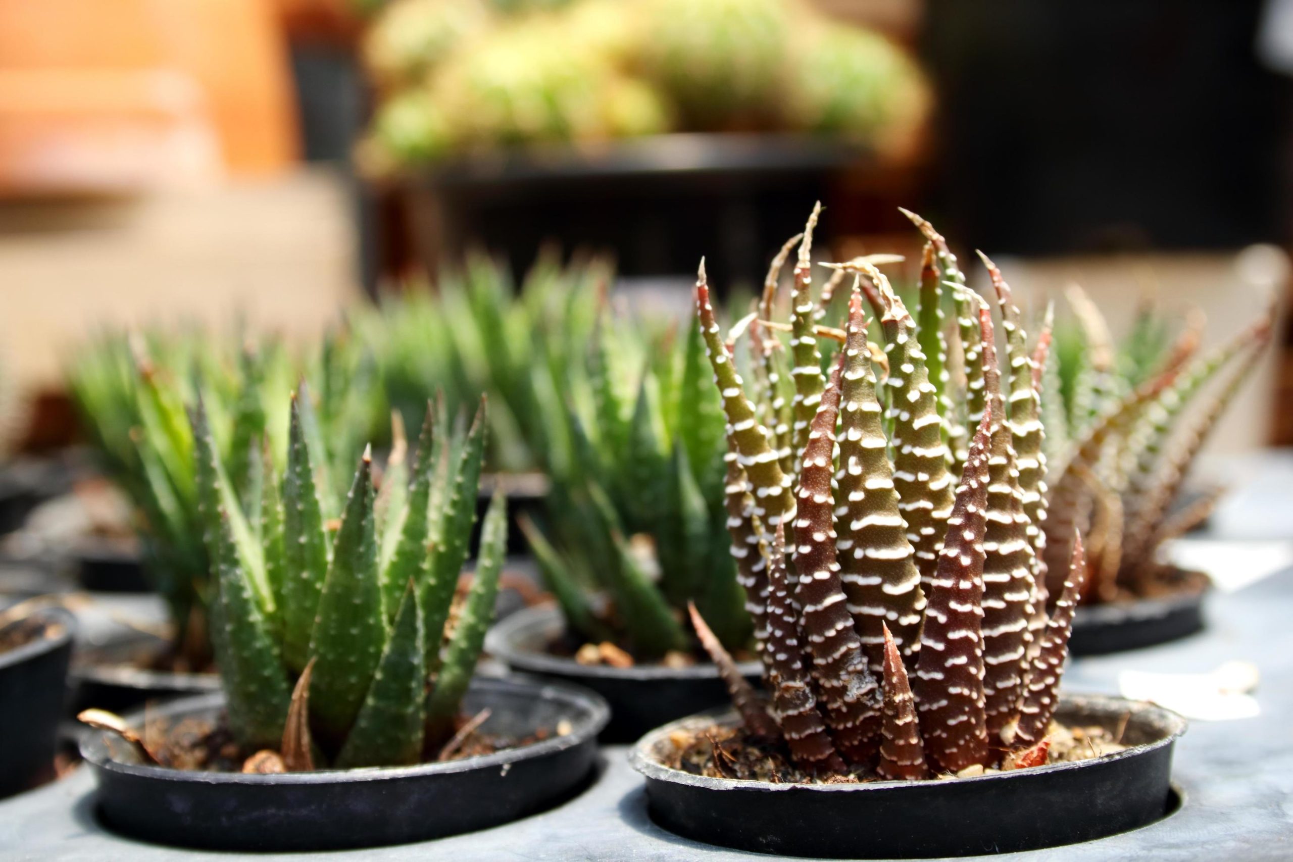 Zebra Haworthia