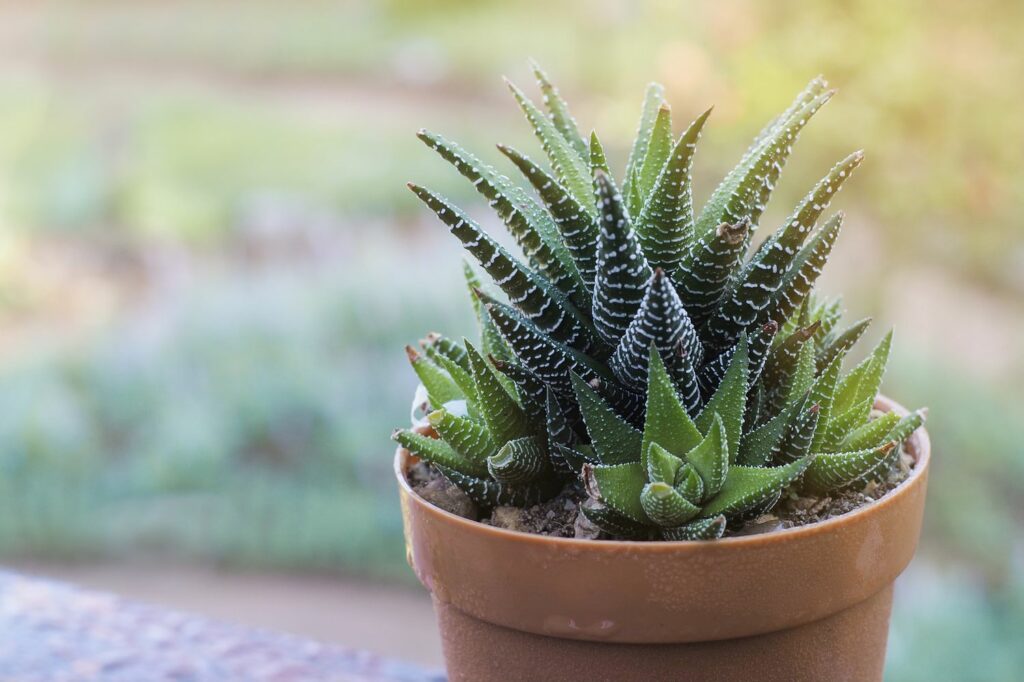 Zebra Haworthia