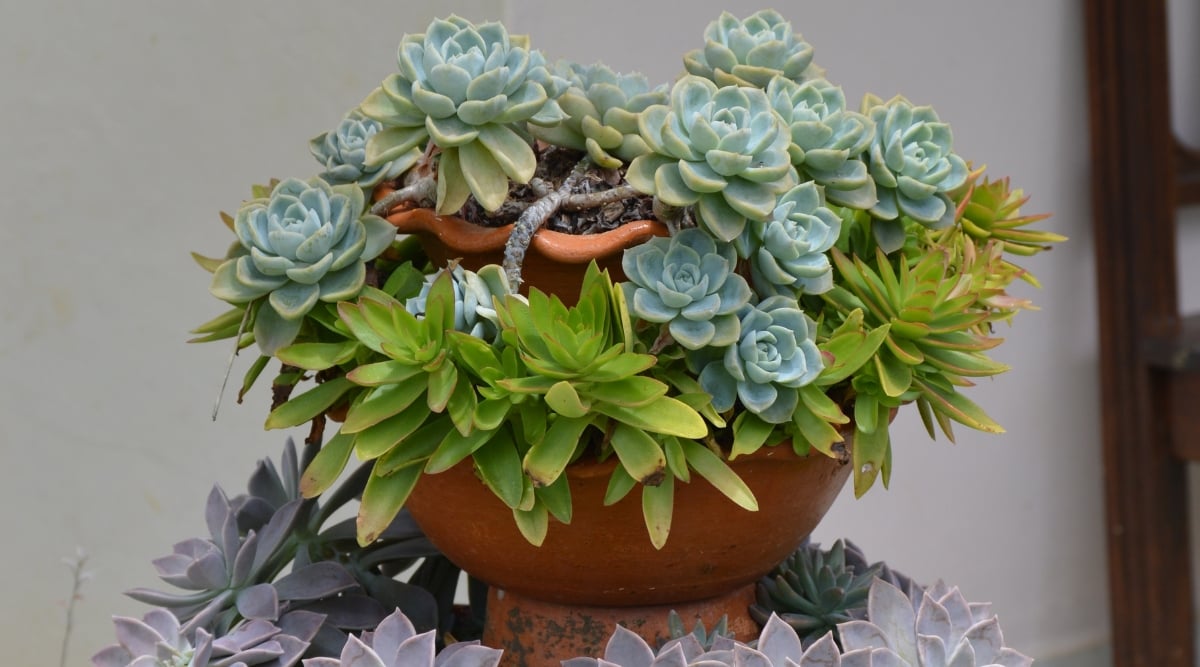 A triple-tiered clay pot showcases a vibrant succulent arrangement with each level displaying a unique variety. The cascading tiers form a visually stunning composition, highlighting the diverse shapes, colors, and textures of selected succulents.