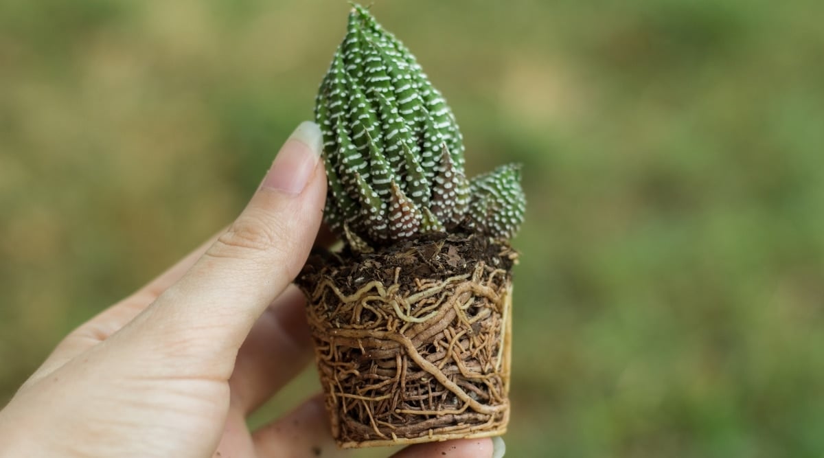 A hand delicately holding a small zebra plant. Its roots are visible, showcasing growth and resilience.