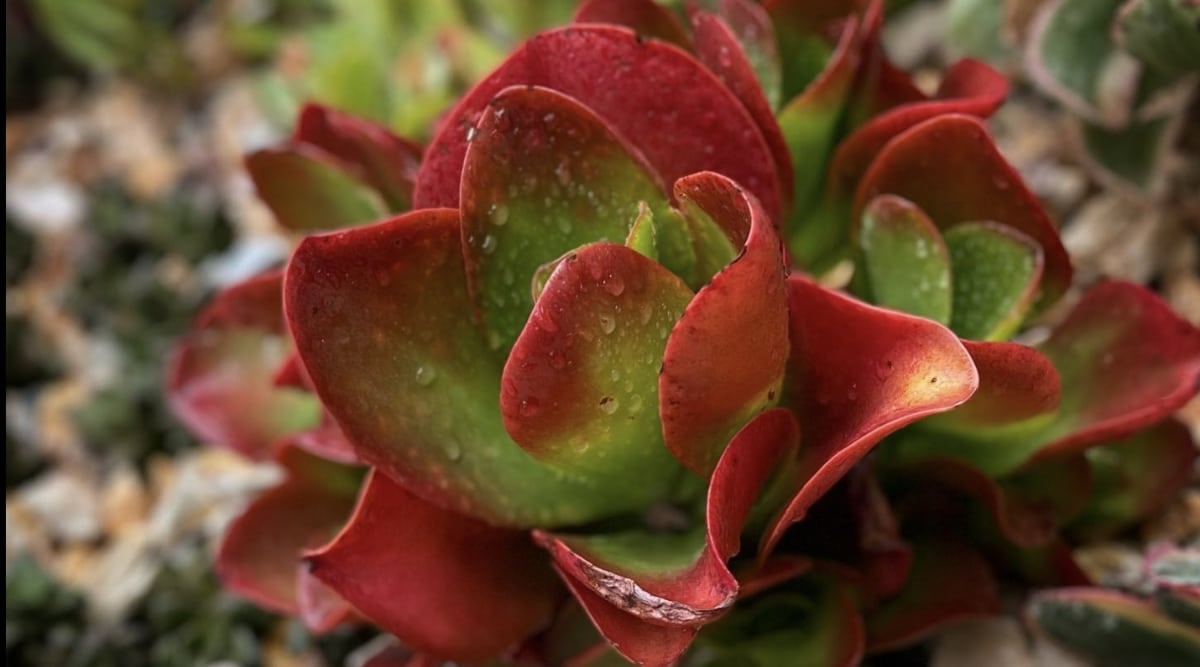 Close up of succulent with rounded leaves that are slightly curved growing in a rosette pattern. Clumps of the succulent surround the main one. Leaves are Apple green in color with red margins. The outer leaves have more red than green. Small water droplets are on all of the leaves. The background is natural and blurry.