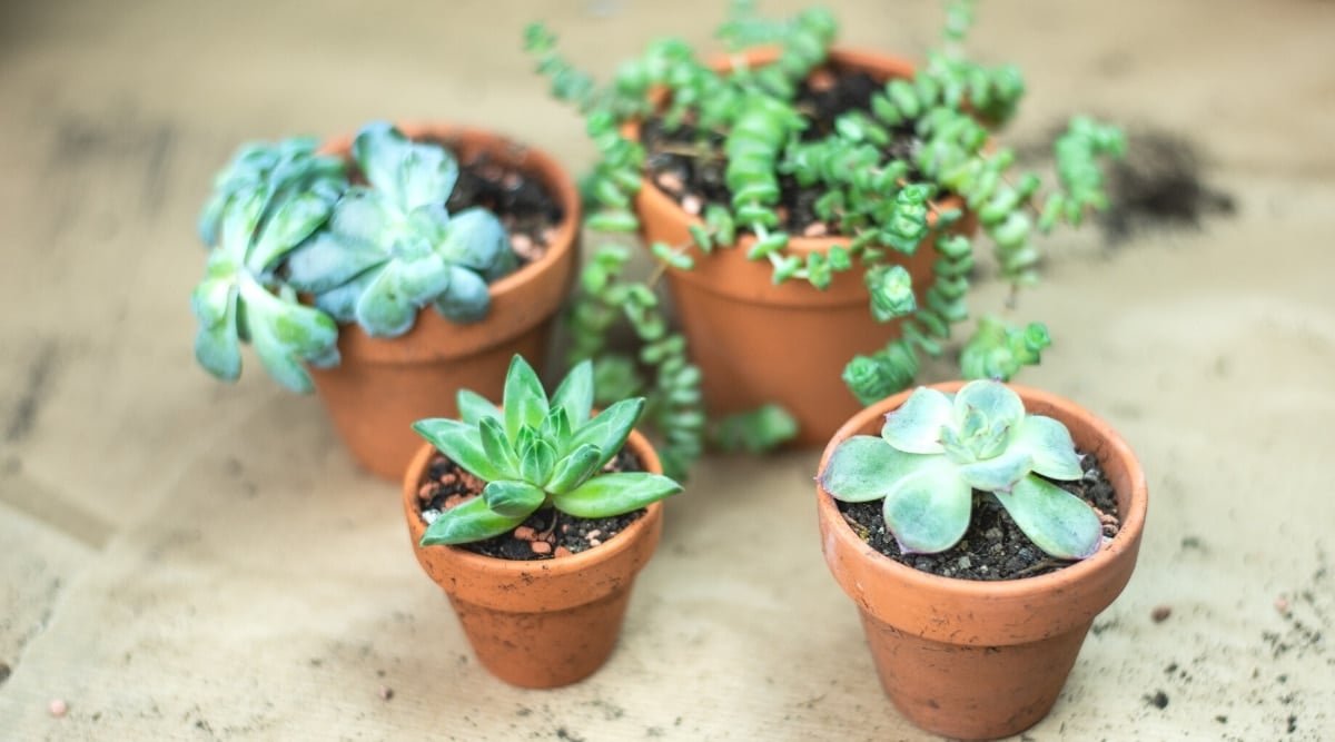 Four small terra-cotta pots with small succulents.