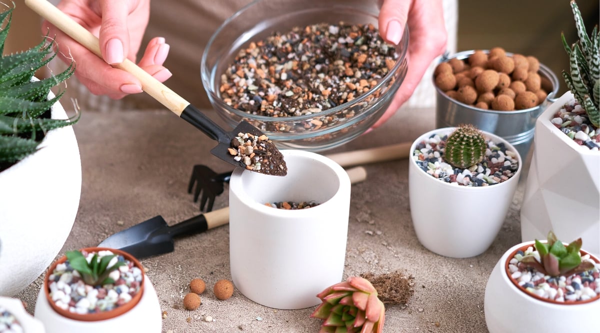 Close-up of a woman adding soil to a ceramic pot for succulents in the kitchen.