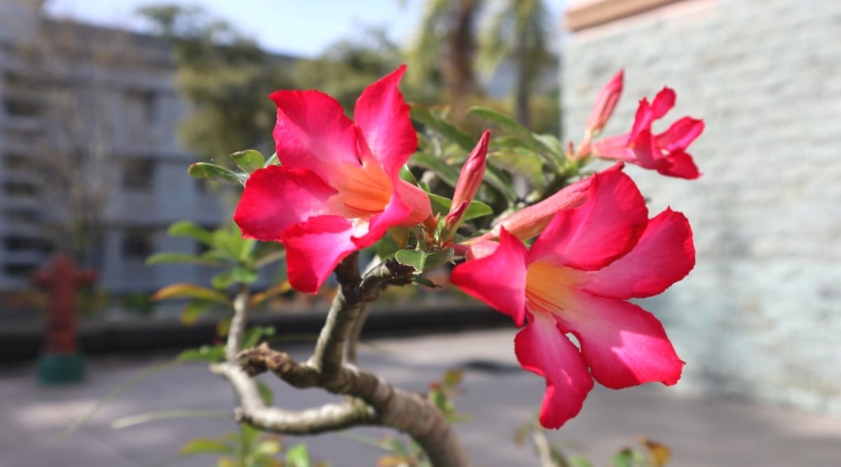 Adenium obesum subsp. Oleifolium featuring long, narrow leaves and vibrant pink flowers.