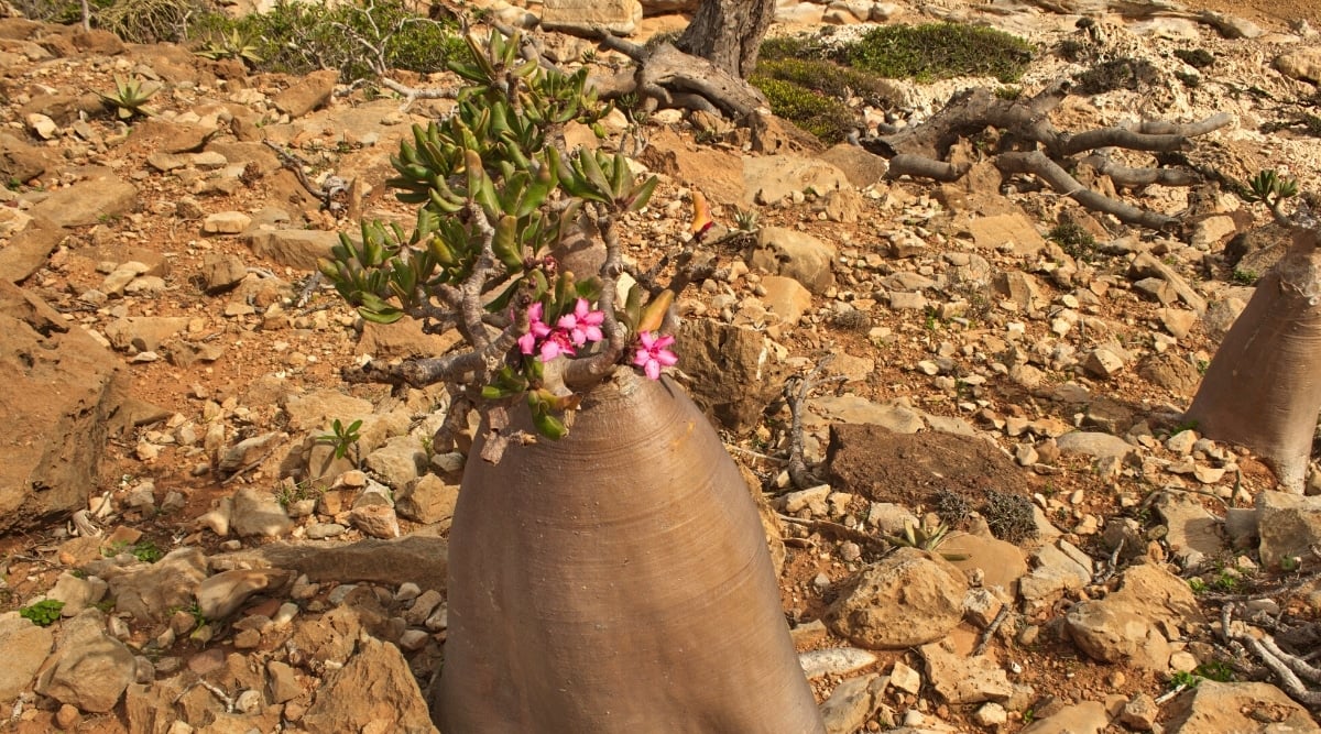 Adenium obesum subsp. socotranum featuring large pink flowers.