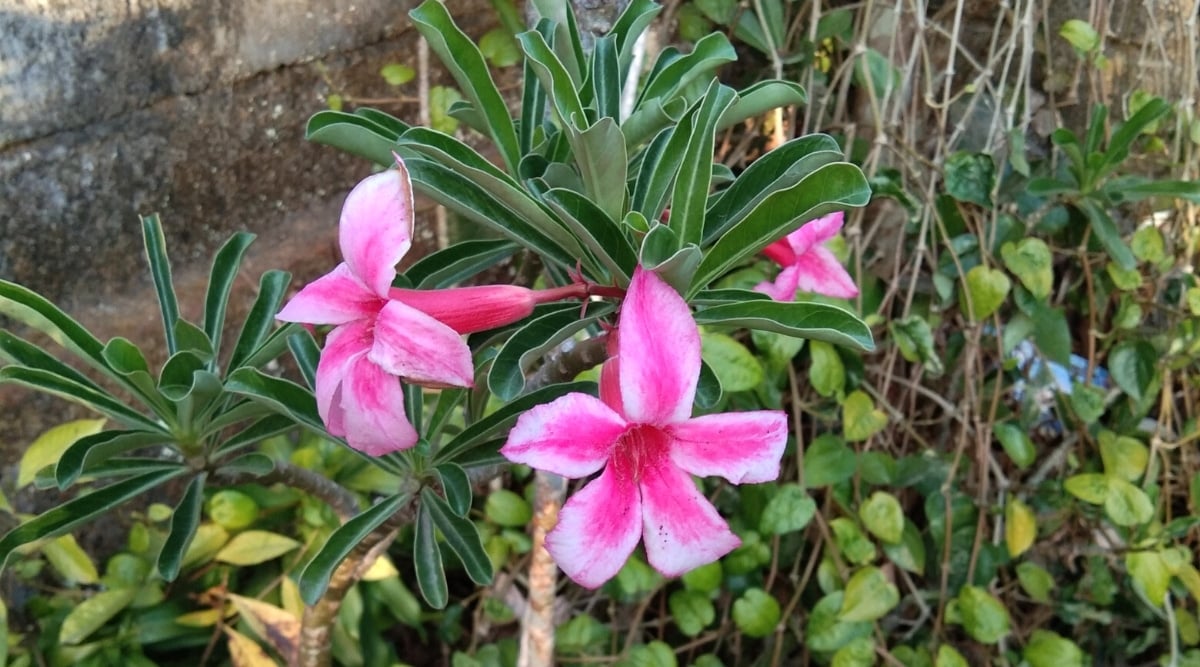 Close-up of Adenium obesum subsp. Somalense with a unique trunk and bright pink flowers.