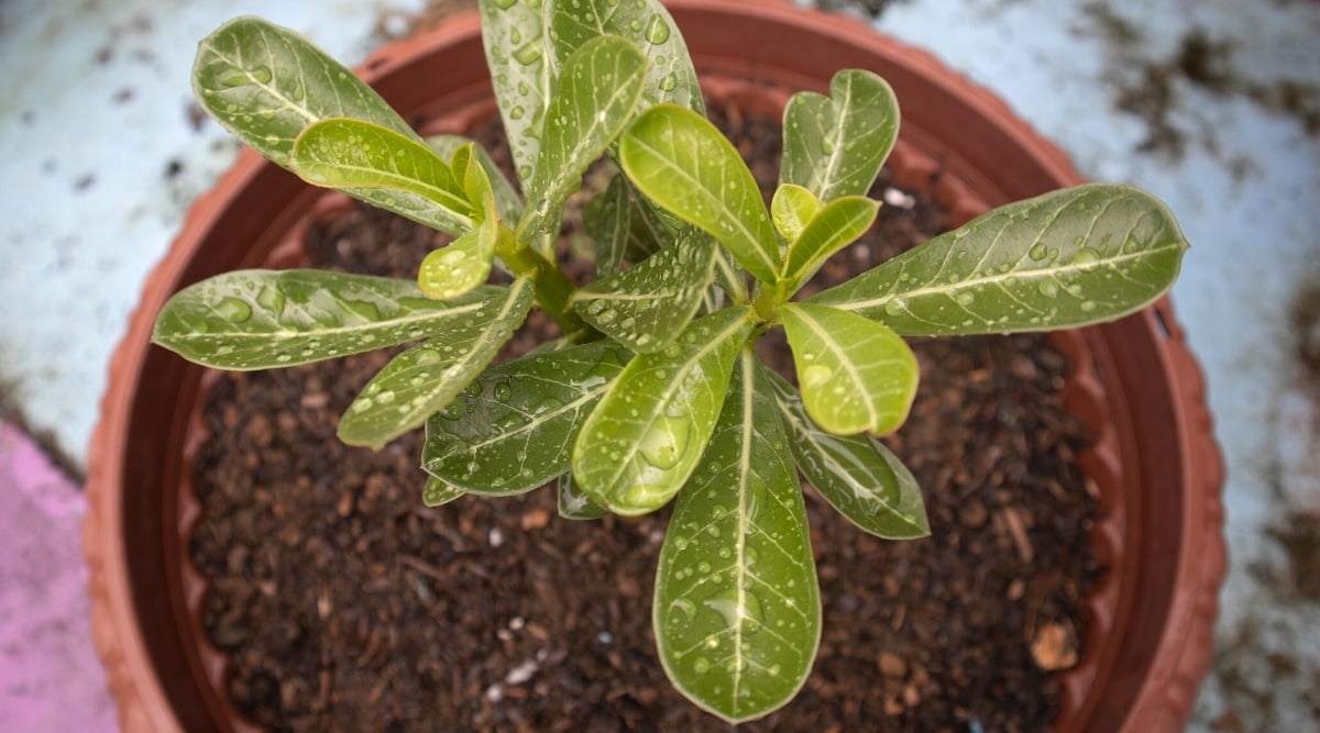 Close-up of a succulent plant with water drops on its leaves.