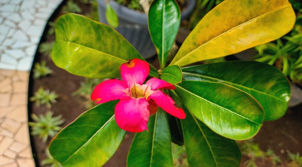 Top view, close-up of a flowering plant succulent with yellowed leaves. The plant has large, obovate leaves, glossy green in color, with yellow spots. The flower is small, tubular in shape, bright pink in color with a yellow throat. Flower petals have brown dry spots.